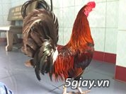 Gà Mỹ nhập 40 con có chì chân chì cánh giá tốt - 9