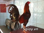 Gà Mỹ nhập 40 con có chì chân chì cánh giá tốt - 15