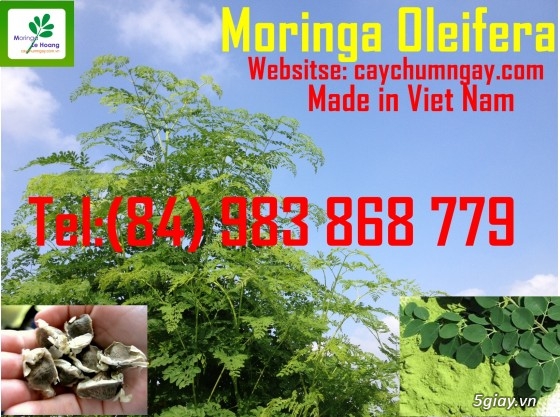 Bán Hạt giống cây Chùm ngây (Moringa Oleifera)