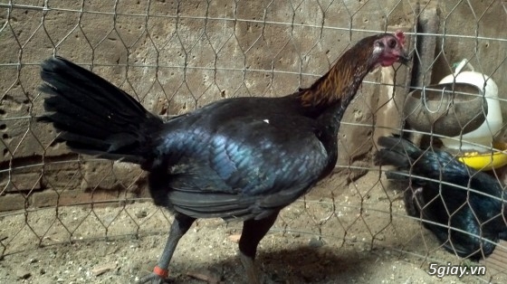 Q12 - Bán gà Mỹ, gà Peru, gà Mỹ lai, gà Peru lai - 9