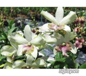 Bán lan dendro (cây mô cây con,cây có hoa) giá sỉ - 29