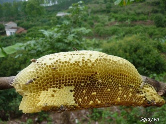 Mật ong Rừng EASup Dak Lak 100% mật ong thật
