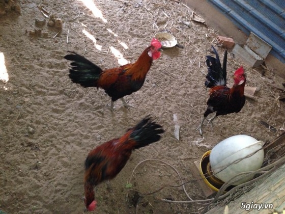 Bán 3 con gà Mỹ lai Peru được 6 tháng.