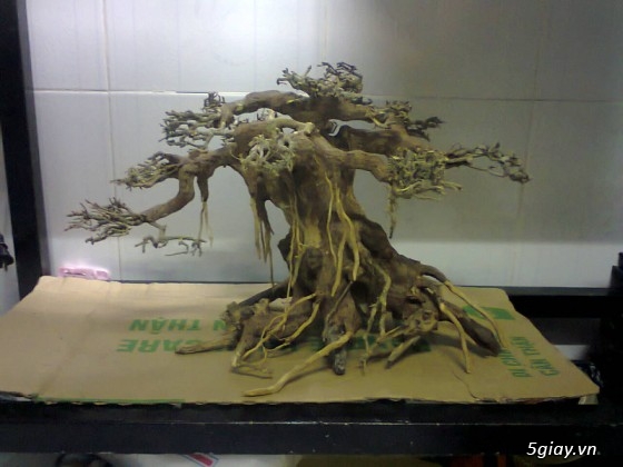 Bán lũa bonsai, hồ kính, tép - 9