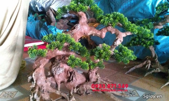Bán lũa bonsai, phụ kiện thủy sinh các loại! - 15