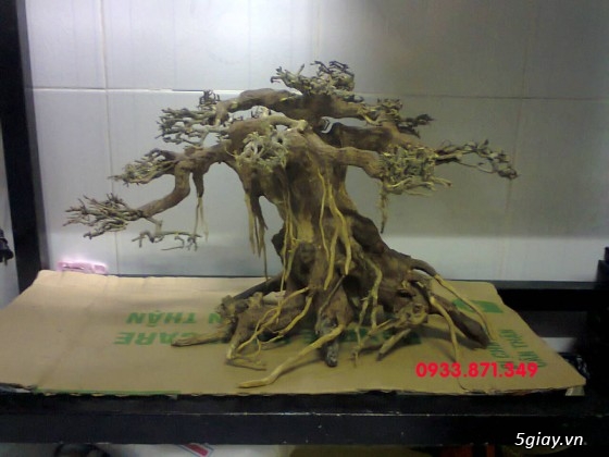 Bán lũa bonsai cho hồ cá - 5