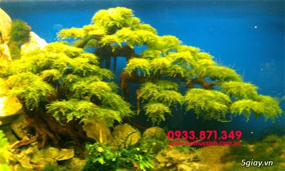 Bán lũa bonsai, phụ kiện thủy sinh các loại! - 13