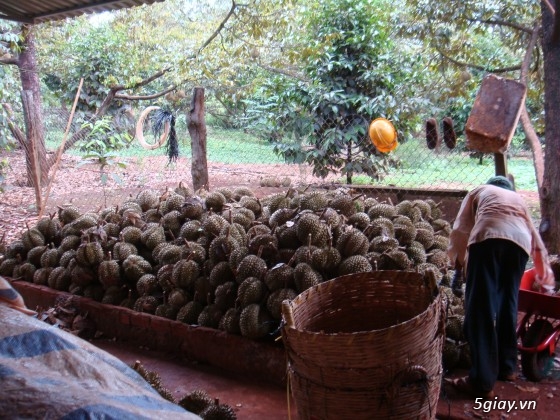 Sầu riêng Ba Đảo - CHÍN CÂY 100% KHÔNG THUỐC - Đến hẹn lại lên - 4