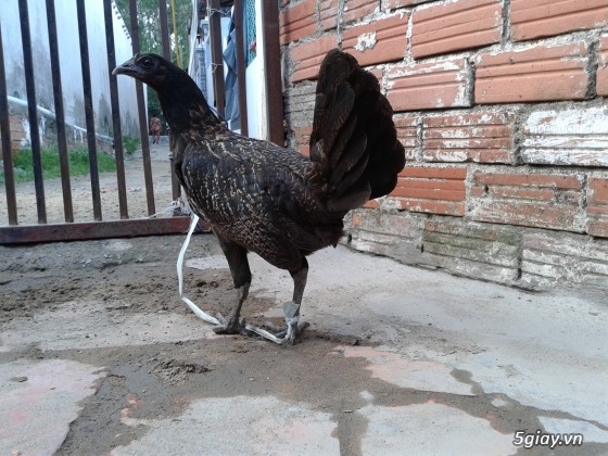 gà tre xám lai mỹ 75 và mái mỹ lai phi - 2