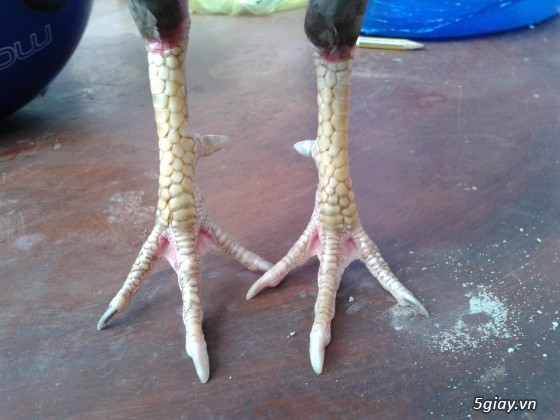 gà tre xám lai mỹ 75 và mái mỹ lai phi - 1