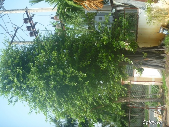 Bán cây gừa cổ thụ búp đỏ cao 8m (hợp với quán cafe, quán ăn) - 1
