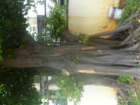 Bán cây gừa cổ thụ búp đỏ cao 8m (hợp với quán cafe, quán ăn)