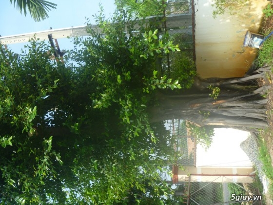 Bán cây gừa cổ thụ búp đỏ cao 8m (hợp với quán cafe, quán ăn) - 2