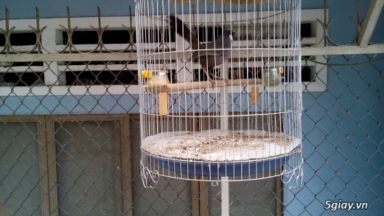Chim khướu bạc má (Gò Vấp)