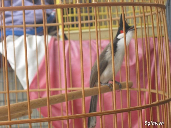 Giá chim hoạ mi và địa chỉ bán uy tín 🐦 | Farmvina Thú Cưng