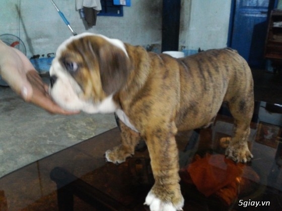 tphcm bán bầy chó bulldog anh 2,5 tháng thuần chủng giá 12 triệu một con - 6