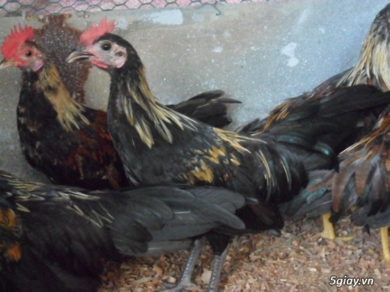 Bán gà tre mỹ gà tre peru gà peru nòi đá và con giống tại q7 giá hửu nghị - 19