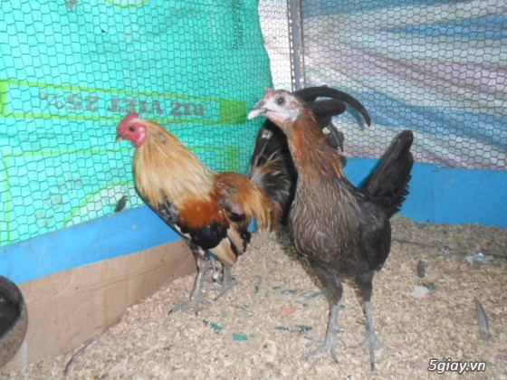 Bán gà tre mỹ gà tre peru gà peru nòi đá và con giống tại q7 giá hửu nghị - 3