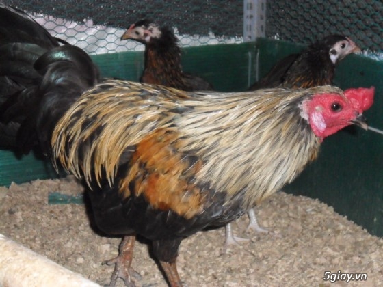Bán gà tre mỹ gà tre peru gà peru nòi đá và con giống tại q7 giá hửu nghị - 4