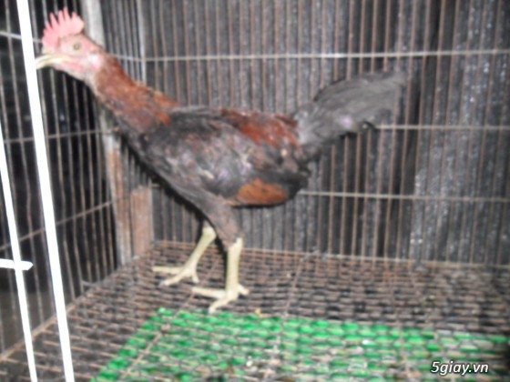 Bán gà tre mỹ gà tre peru gà peru nòi đá và con giống tại q7 giá hửu nghị - 8