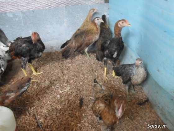 Bán gà tre mỹ gà tre peru gà peru nòi đá và con giống tại q7 giá hửu nghị - 15