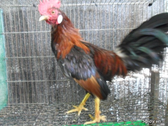 Bán gà tre mỹ gà tre peru gà peru nòi đá và con giống tại q7 giá hửu nghị - 9