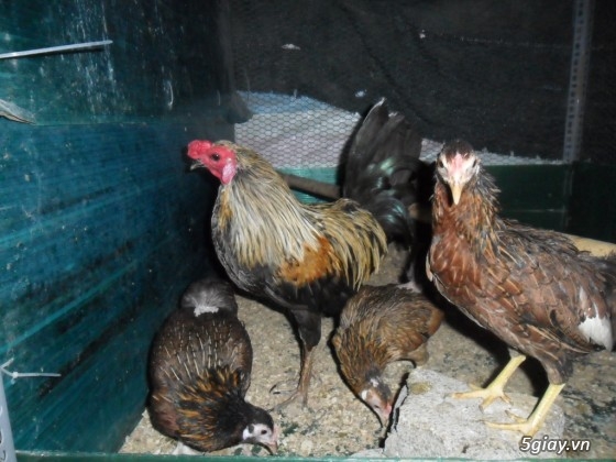 Bán gà tre mỹ gà tre peru gà peru nòi đá và con giống tại q7 giá hửu nghị - 5