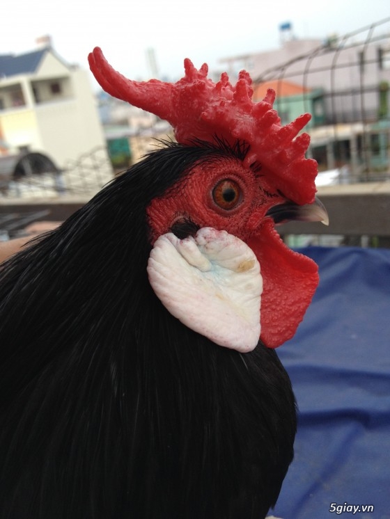 Bán gà rosecomb mini và mái tre mỹ bướm đẹp - 1