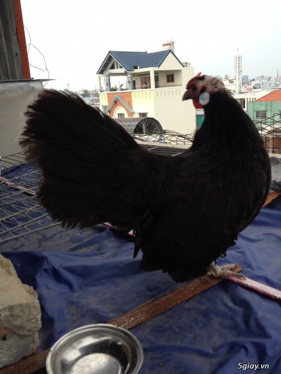 Bán gà rosecomb mini và mái tre mỹ bướm đẹp - 3
