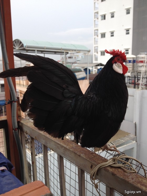 Bán gà rosecomb mini và mái tre mỹ bướm đẹp - 2