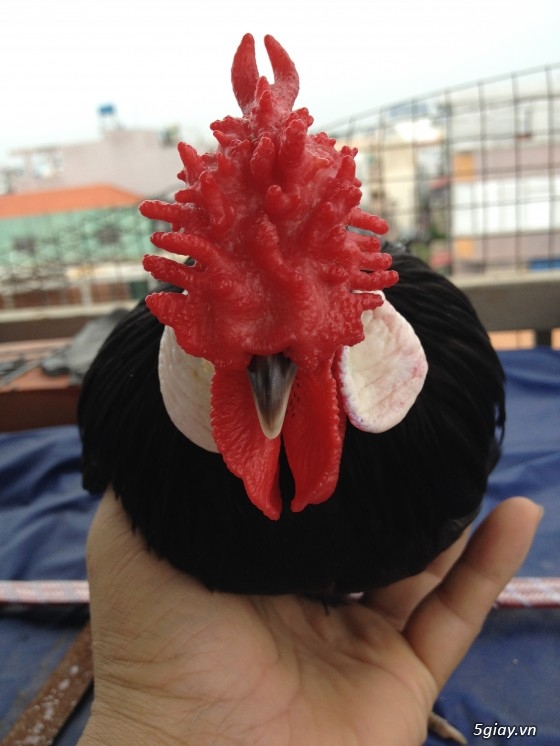 Bán gà rosecomb mini và mái tre mỹ bướm đẹp