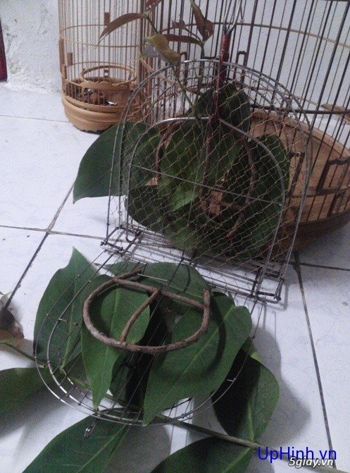 Cần mua lồng chim sâu cũ sll với lụp đa năng xài rồi - 2