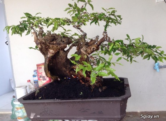 Cần tiền bán gấp mấy chọn bonsai, nuôi gần chục năm hơn. - 1