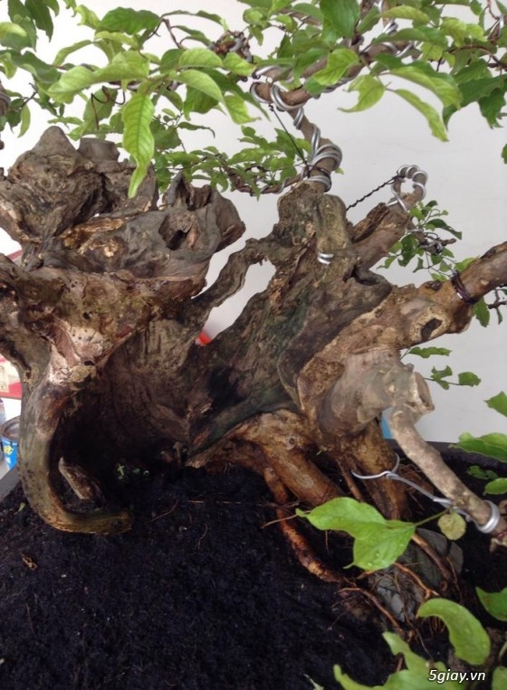 Cần tiền bán gấp mấy chọn bonsai, nuôi gần chục năm hơn. - 6