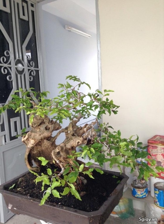 Cần tiền bán gấp mấy chọn bonsai, nuôi gần chục năm hơn. - 4