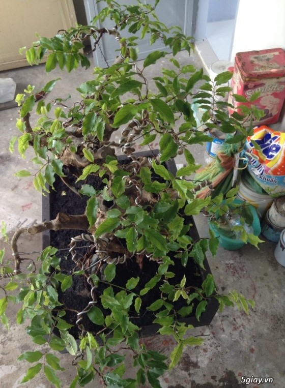 Cần tiền bán gấp mấy chọn bonsai, nuôi gần chục năm hơn. - 2