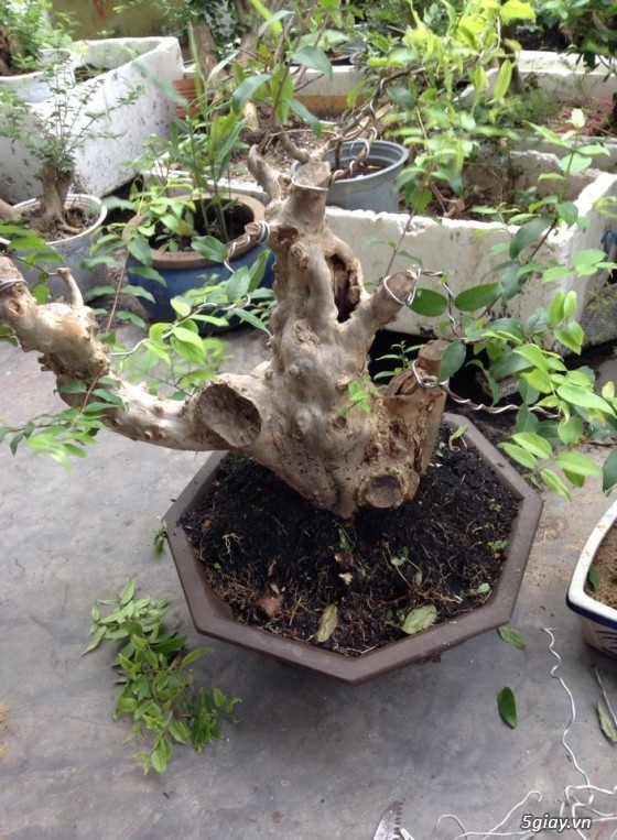 Cần tiền bán gấp mấy chọn bonsai, nuôi gần chục năm hơn. - 5