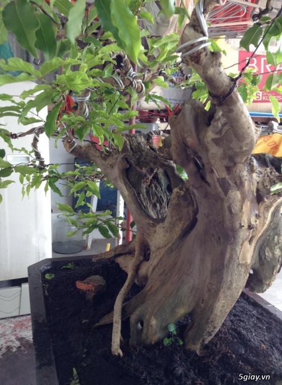 Cần tiền bán gấp mấy chọn bonsai, nuôi gần chục năm hơn.