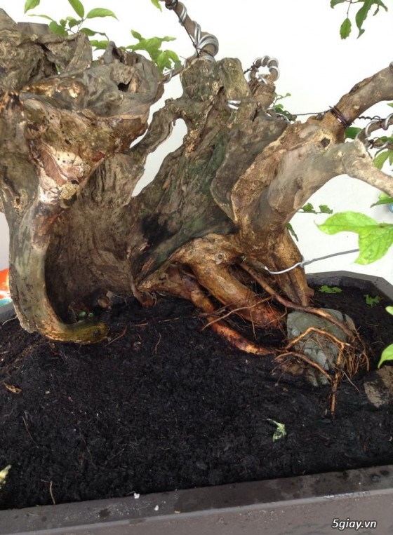 Cần tiền bán gấp mấy chọn bonsai, nuôi gần chục năm hơn. - 3