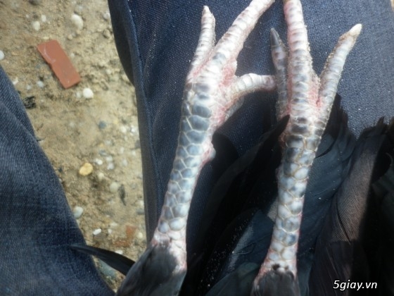 Gà tre đá Mr.Hưởng - Que nghệ - 9