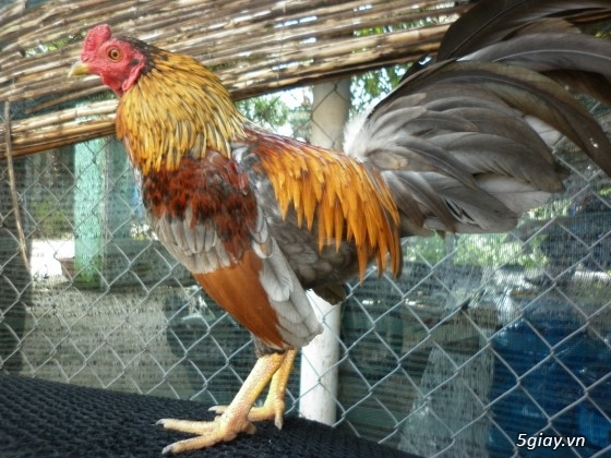 Gà tre đá Mr.Hưởng - Que nghệ - 21