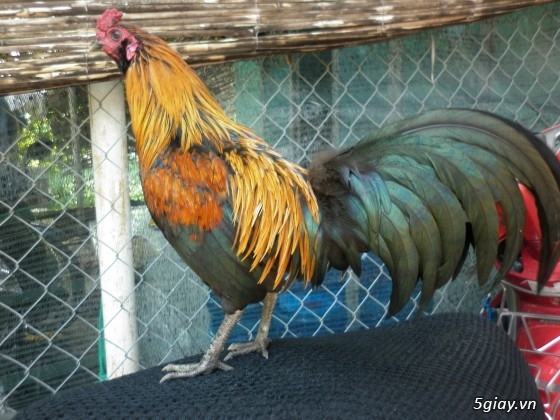 Gà tre đá Mr.Hưởng - Que nghệ - 15