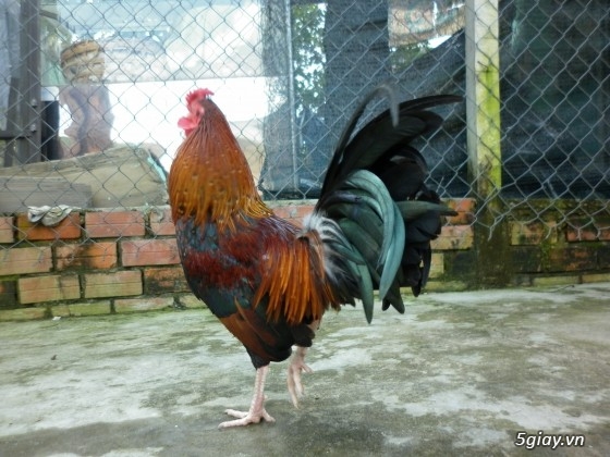 Gà tre đá Mr.Hưởng - Que nghệ - 12
