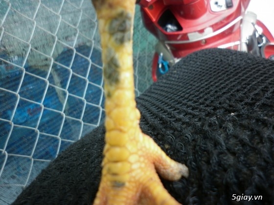 Gà tre đá Mr.Hưởng - Que nghệ - 20