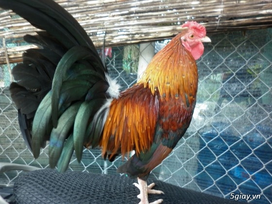 Gà tre đá Mr.Hưởng - Que nghệ - 11
