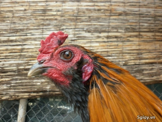 Gà tre đá Mr.Hưởng - Que nghệ - 16