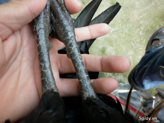 Gà tre đá Mr.Hưởng - Que nghệ - 17