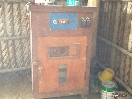 Thanh lý,gà peru gà nọc,gà con,gà pêru giò.và 400con gà ta thả vườn,cho ae mượn  chuồ - 12