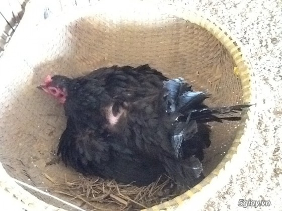 Thanh lý,gà peru gà nọc,gà con,gà pêru giò.và 400con gà ta thả vườn,cho ae mượn  chuồ - 6