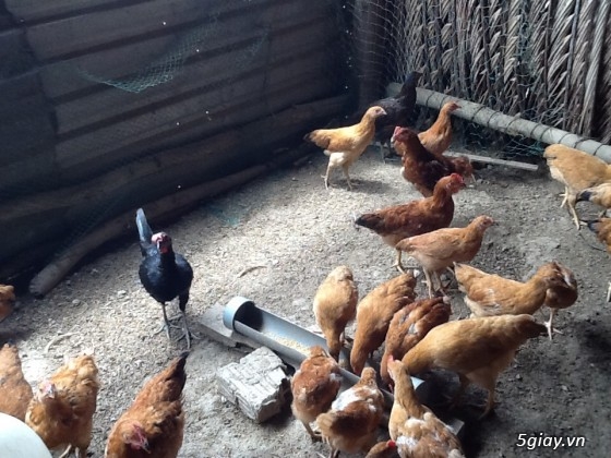 Thanh lý,gà peru gà nọc,gà con,gà pêru giò.và 400con gà ta thả vườn,cho ae mượn  chuồ - 5